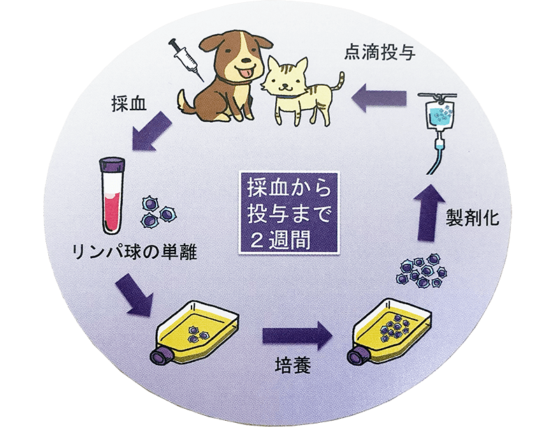 活性化リンパ球療法